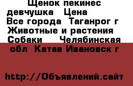 Щенок пекинес девчушка › Цена ­ 2 500 - Все города, Таганрог г. Животные и растения » Собаки   . Челябинская обл.,Катав-Ивановск г.